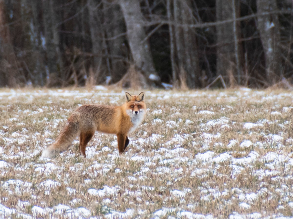 Birds, cats, foxes &&nbsp;otters