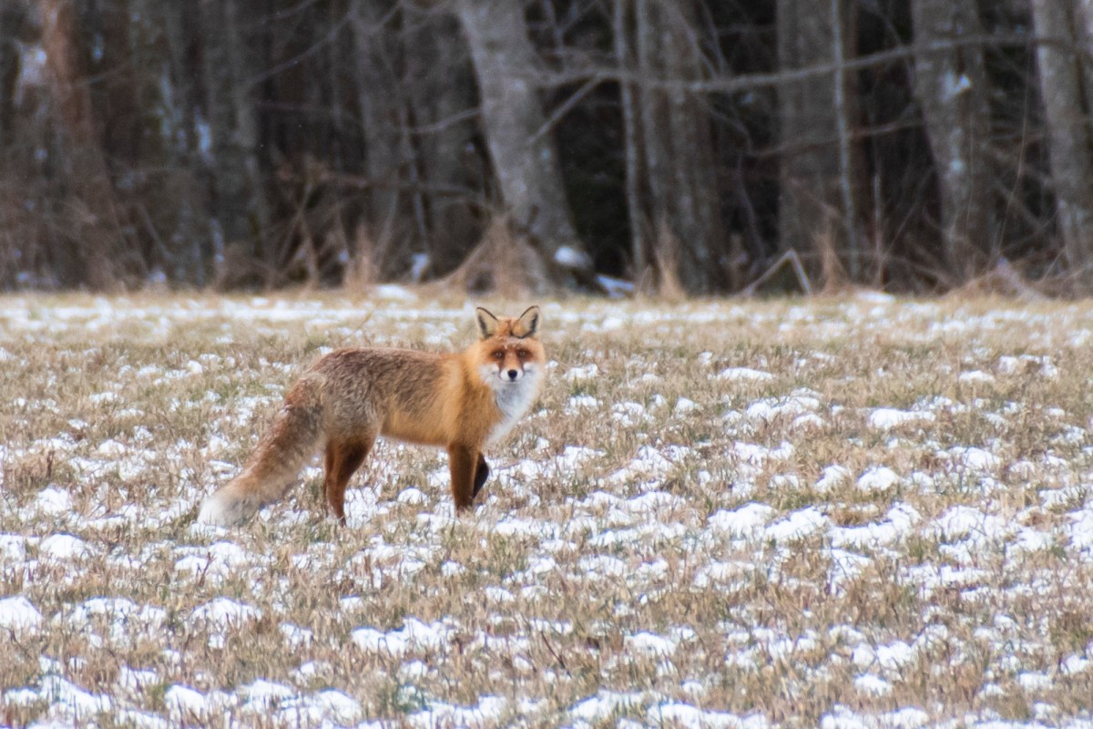 Birds, cats, foxes &&nbsp;otters